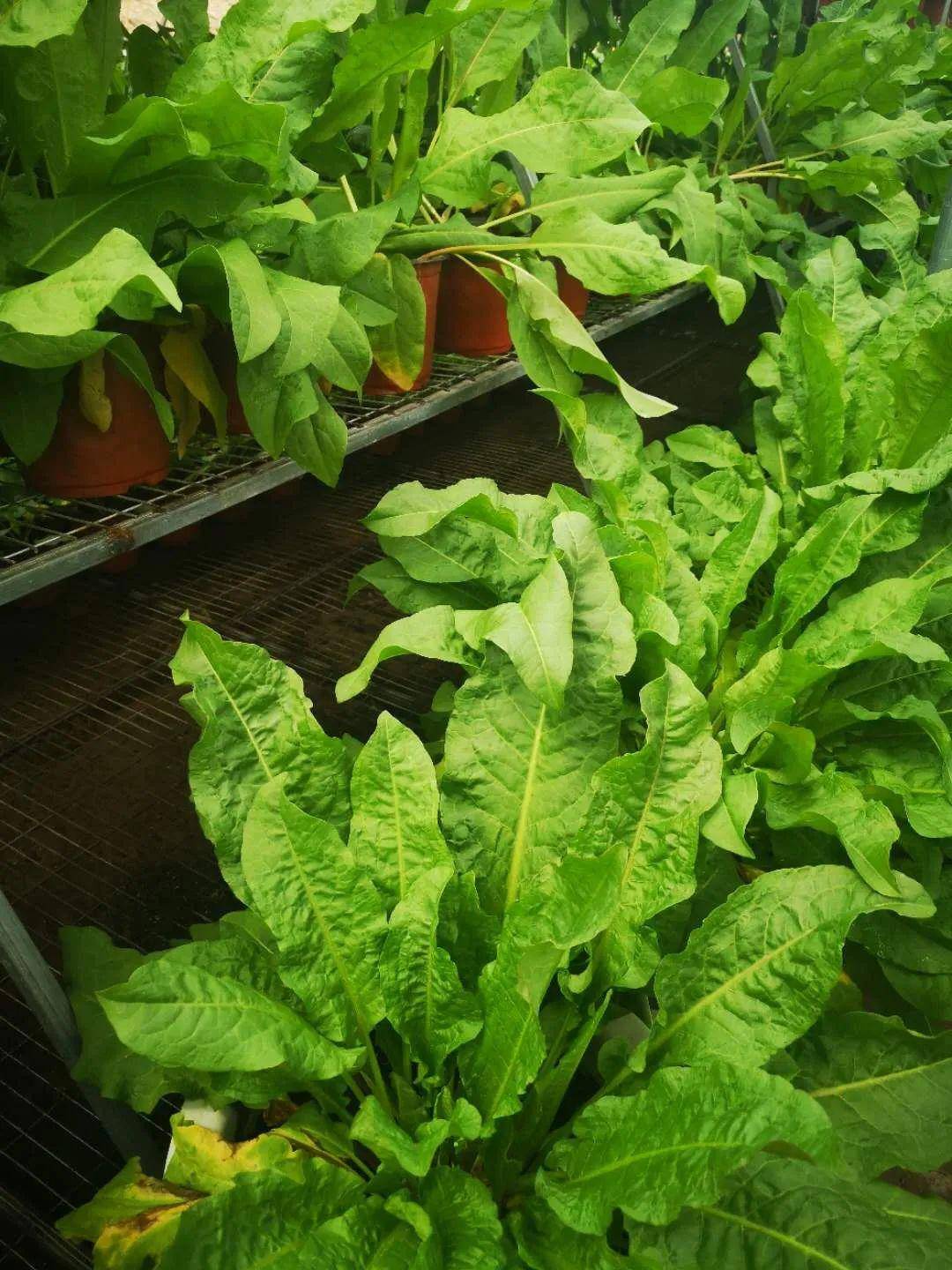 高蛋白,降三高的食叶草福利来了,来惠叶购物的顾客免费送食叶草盆栽