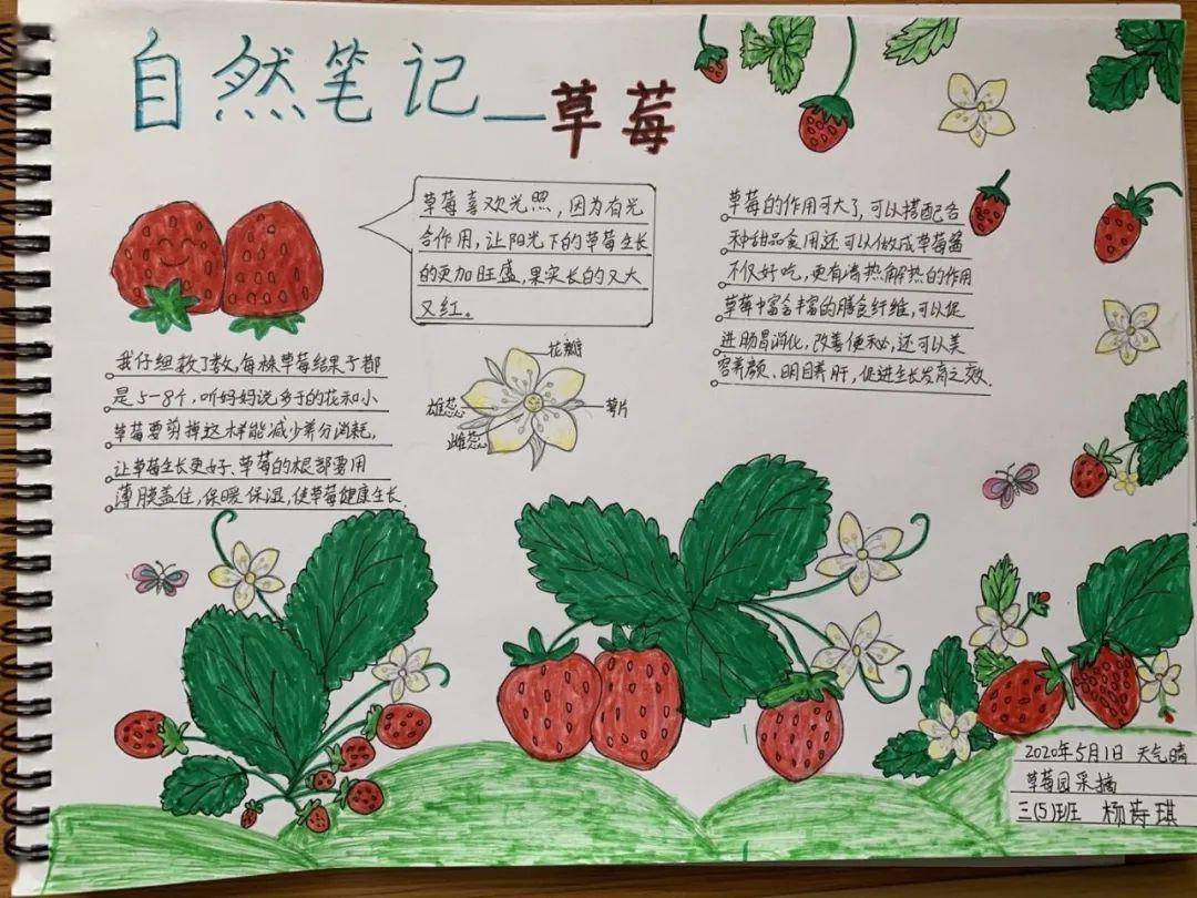 种植草莓成长日记图片