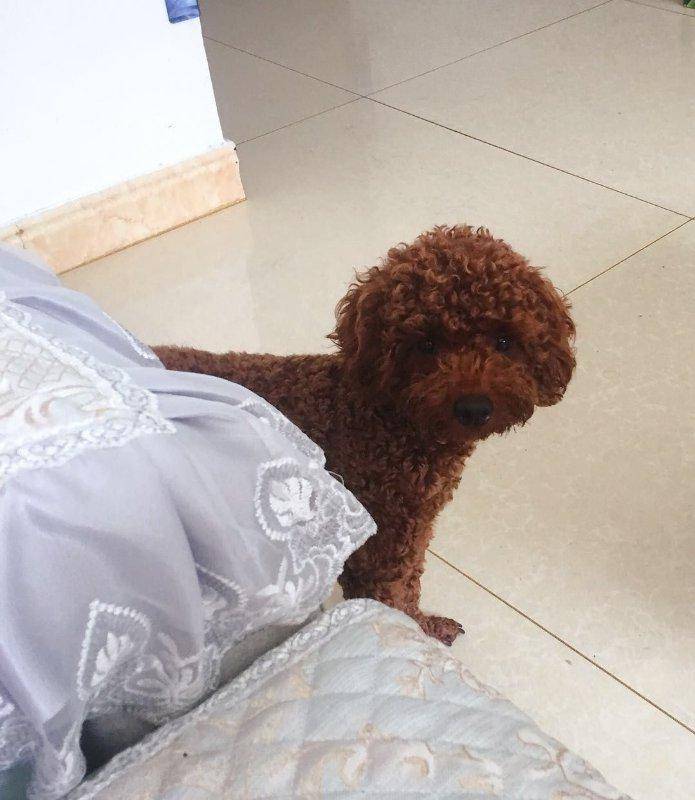 话说泰迪别名泰日天,家中两个小日天会是怎样的场景呢?