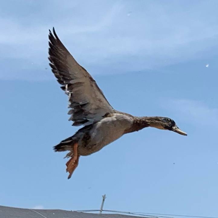 灰汤飞鸭的使用说明书