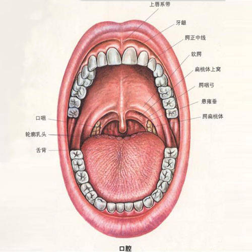 口腔黏膜专家刘海云:嘴里长白斑怎么办? 试试这个方法