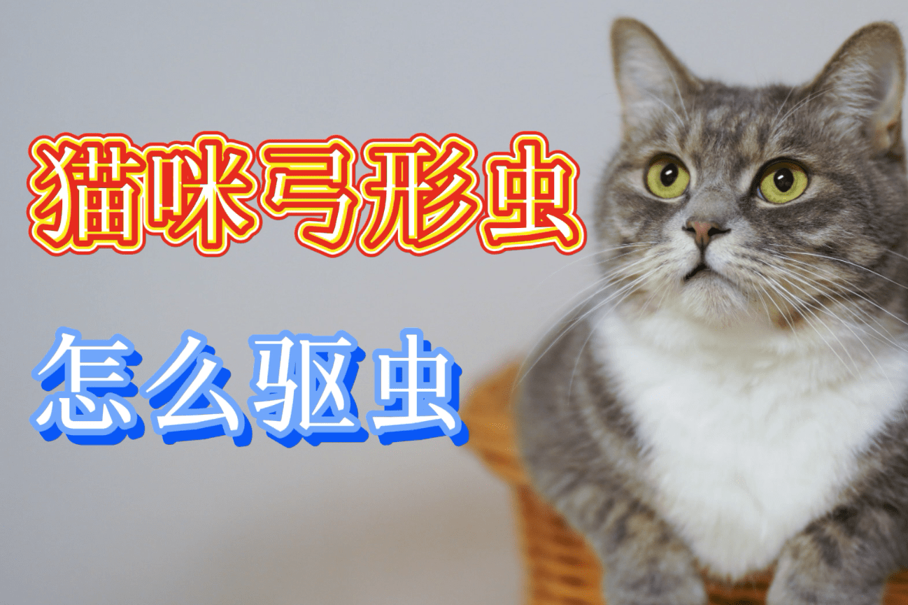 猫咪弓形虫怎么驱虫