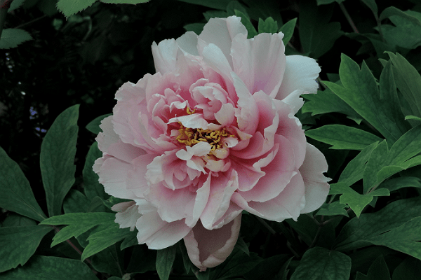 生肖羊 79岁生肖羊的预期寿命 41岁以后会怎样 事业 为人 杨人