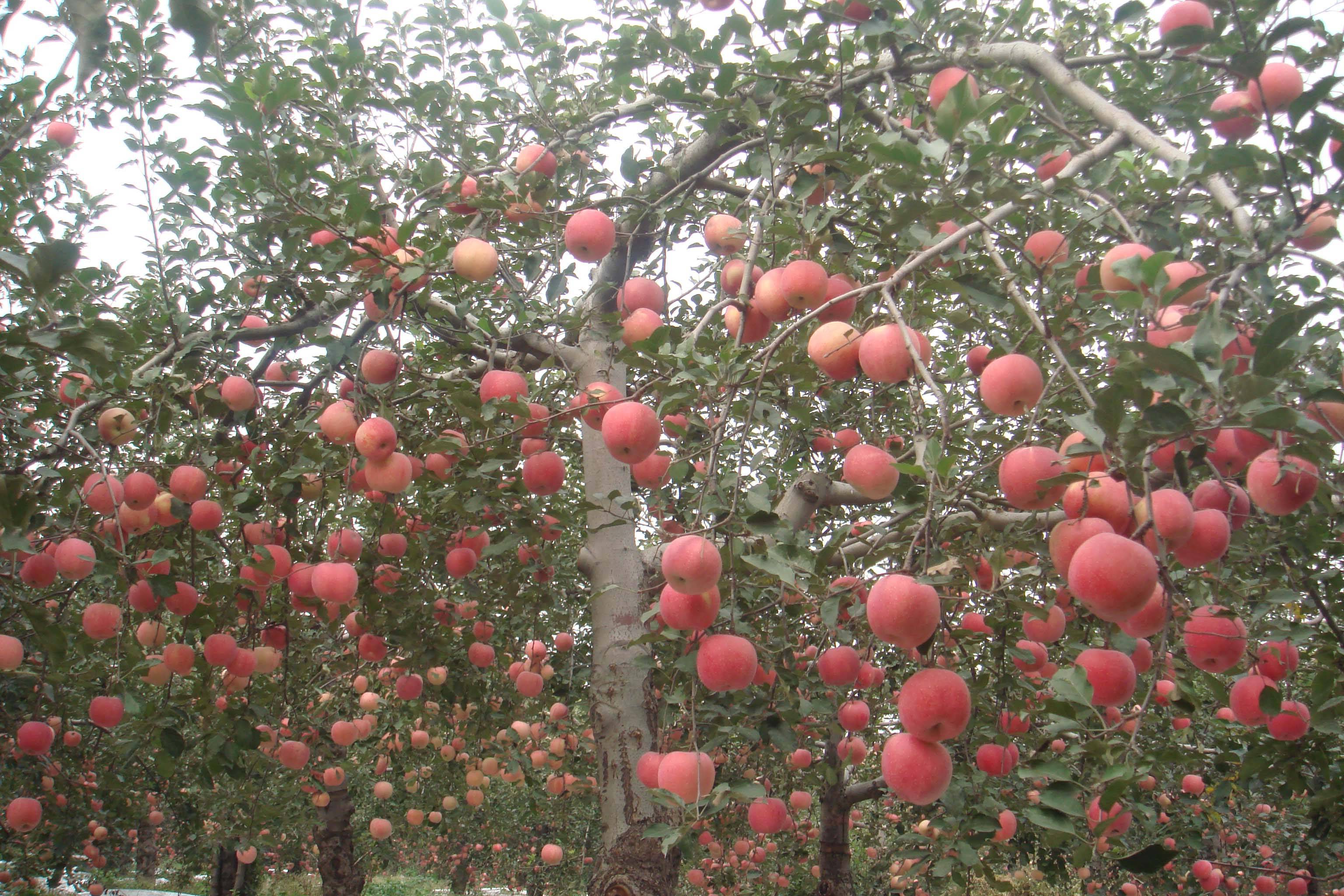 这些苹果树棒极了