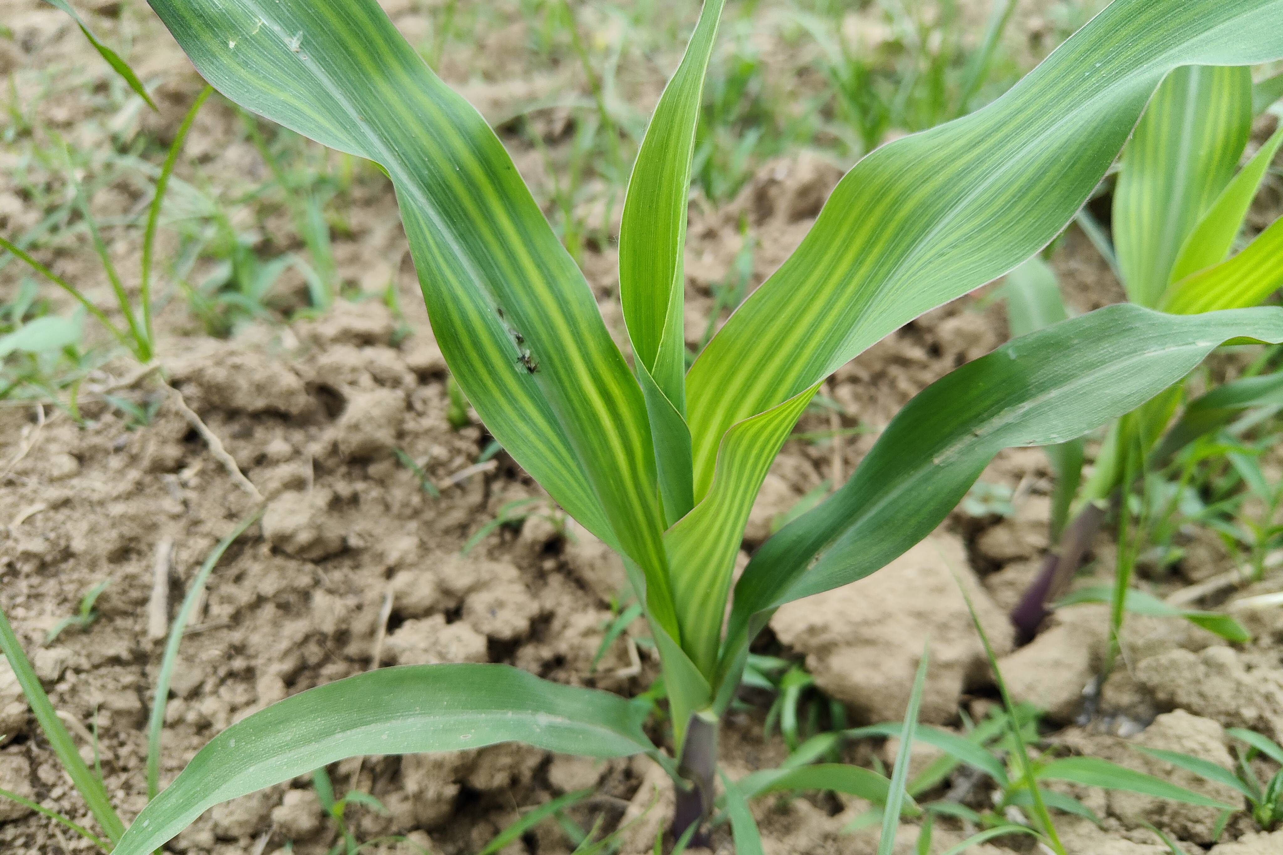 玉米幼苗期图片