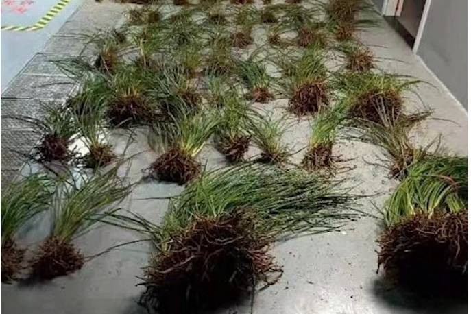 浙江首例!男子非法采挖,销售野生兰花被刑拘_非法_兰花_首例