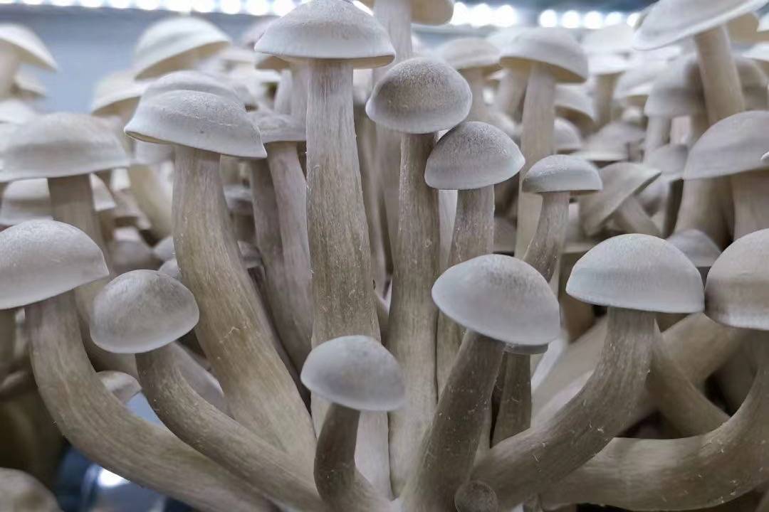 业易网食用菌鹿茸菇