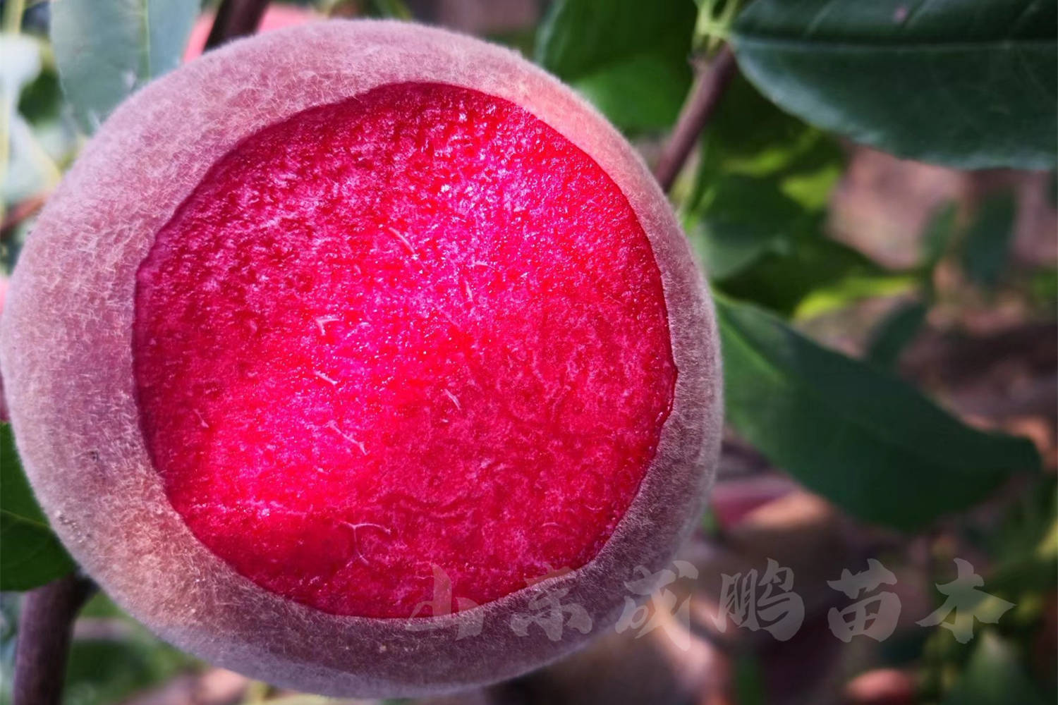 浙江中桃24号血桃树苗