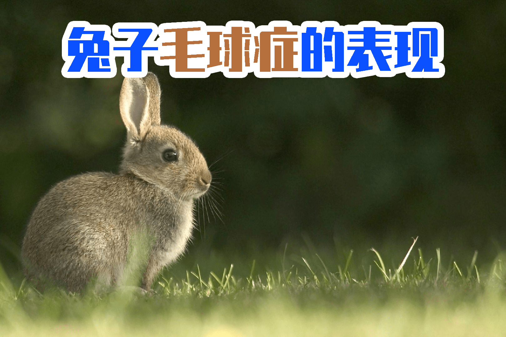 兔子毛球症的表现