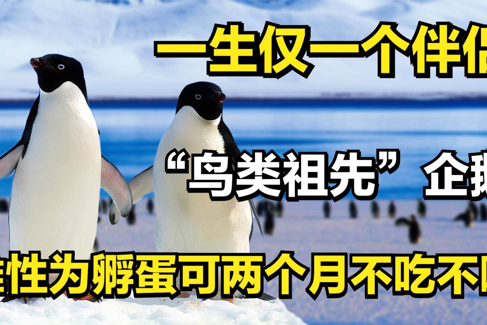 鸟类祖先企鹅一生仅一个伴侣雄性为孵蛋可两个月不吃不喝