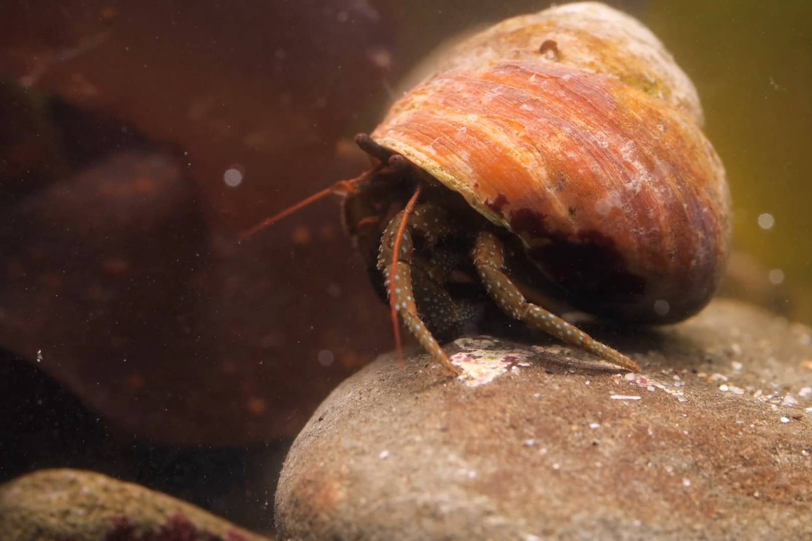 来看看寄居蟹们是如何获得完美外壳的