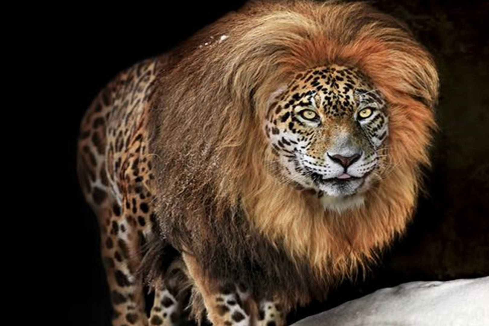 盘点所有猫科动物的杂交品种,难道你只知道狮虎兽吗?