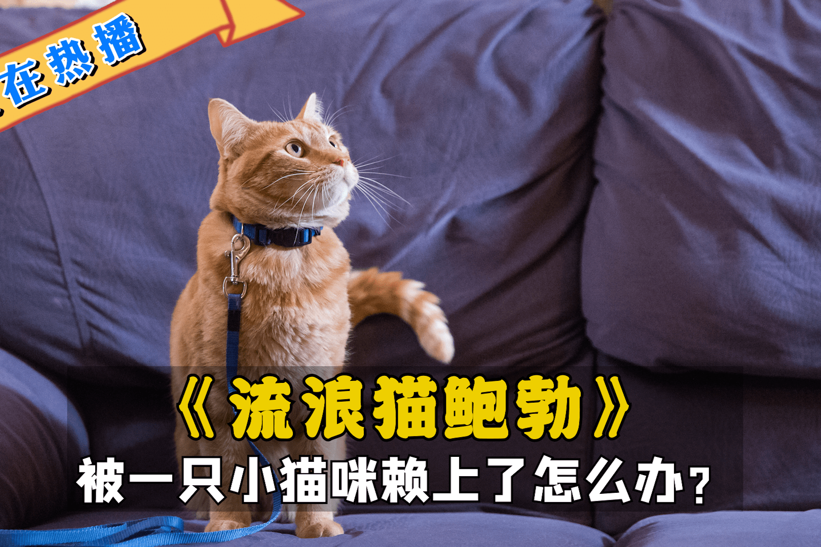 真实事件改编流浪猫鲍勃电影猫猫治愈一地鸡毛的生活