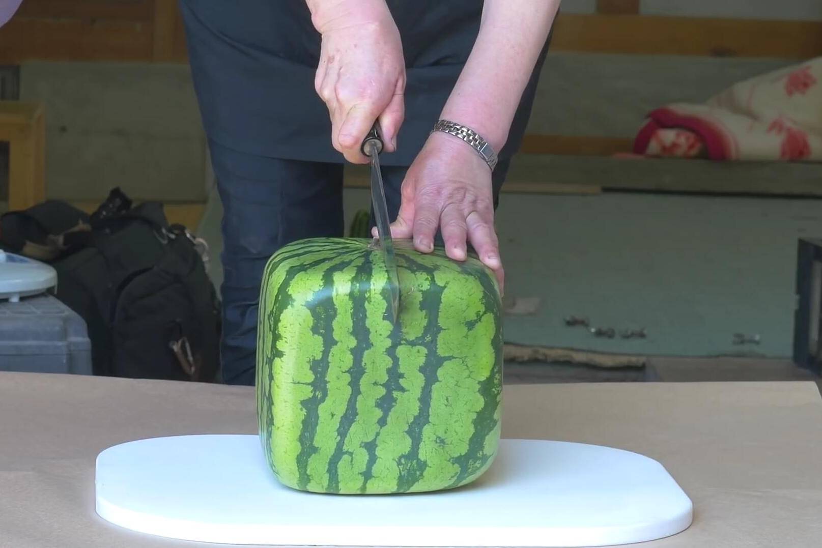 日本方形西瓜为什么能卖这么贵看完整个种植过程你就明白了