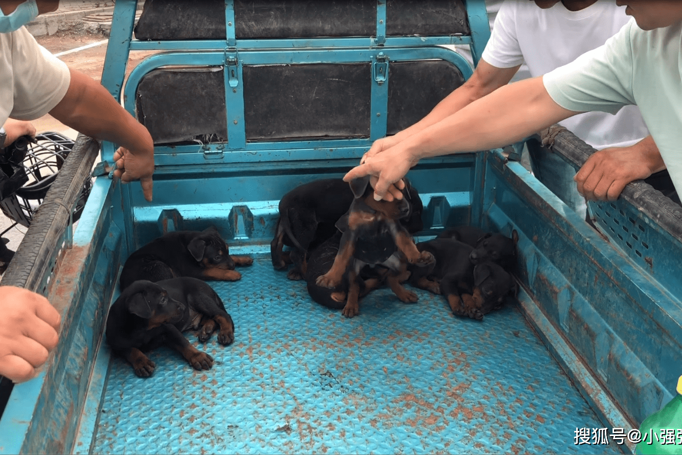 1车33天的莱州红幼犬引来犬友们过来品头论足看看哪条品相好