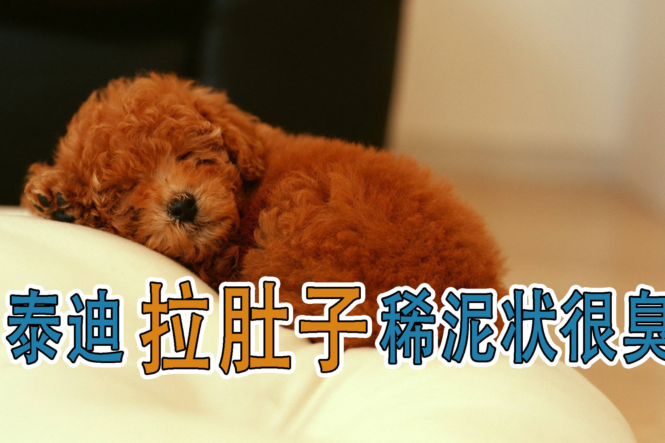 泰迪拉肚子稀泥状很臭_稀泥_泰迪