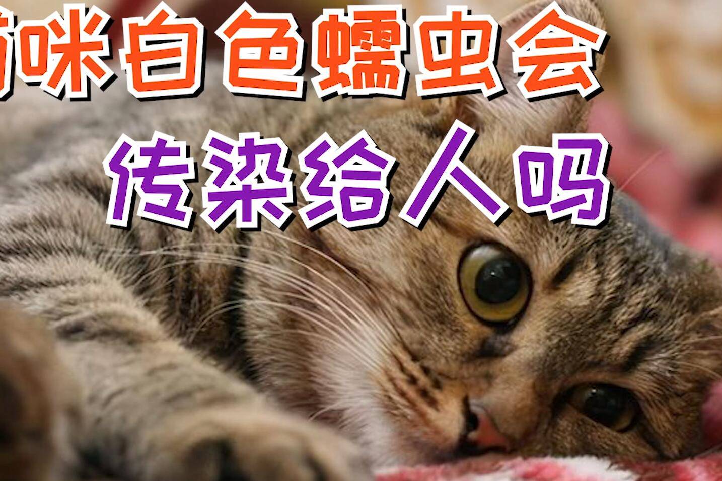 猫咪白色蠕虫会传染给人吗