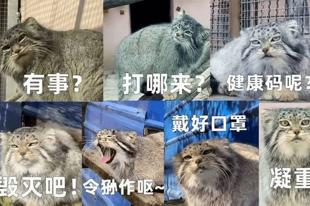 猫圈新晋顶流狲思邈，居然有这样的黑历史？_手机搜狐网