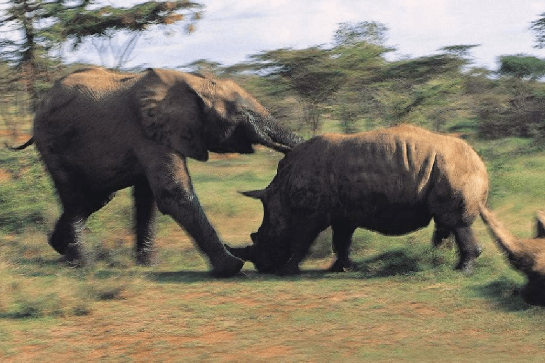 5吨重犀牛大战大象场面难得一见谁才是真正的王者