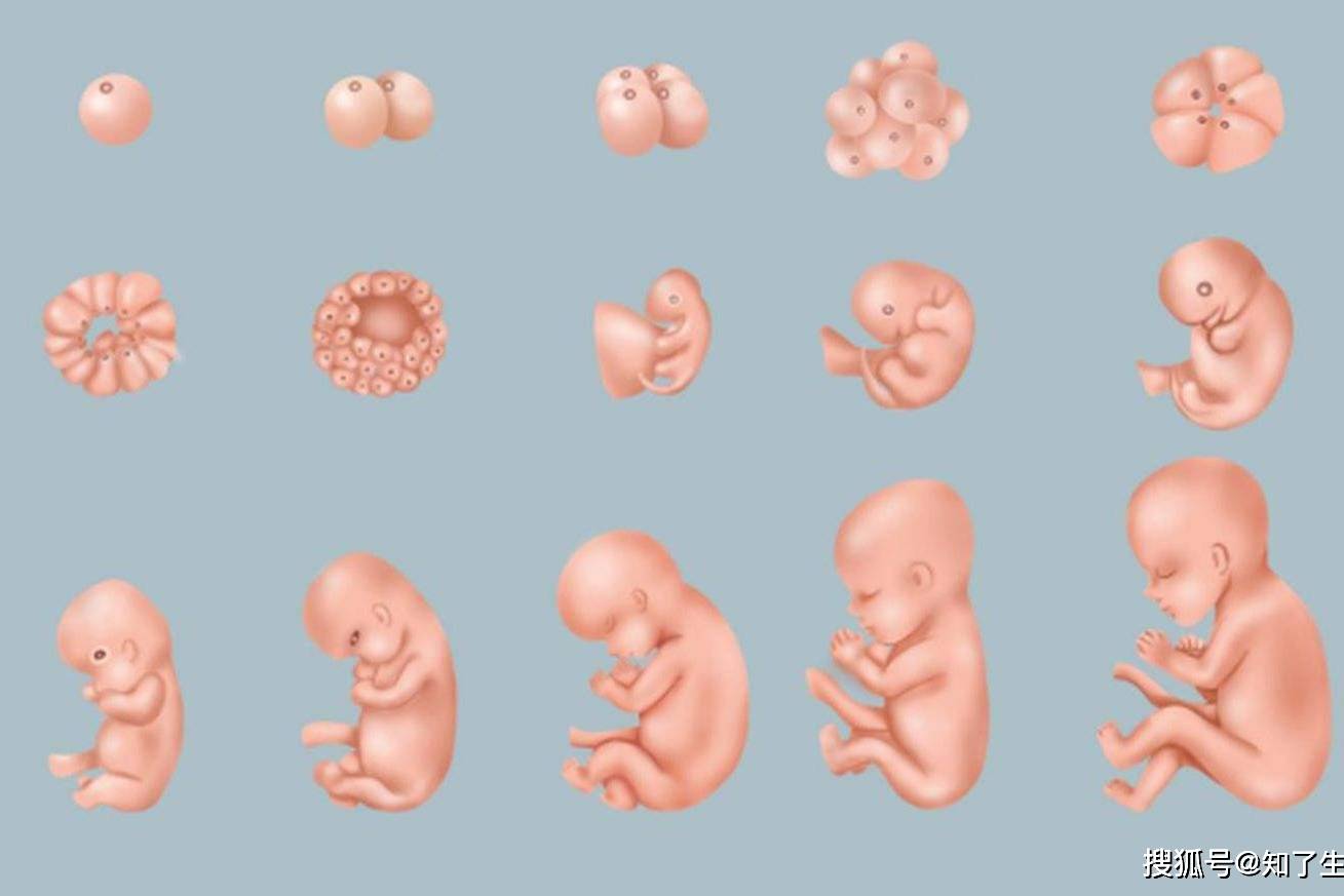 胚胎发育的第一个月