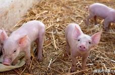 如何让猪肉更美味？日本科学家用酒糟喂猪，表示猪越放松肉越香