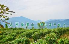 岚皋县种茶历史悠久 蔺河镇茶园村古茶园 最老树龄达360年以上