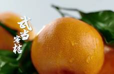 倚仙山，靠秀水，武当山下的橘子到底有多“仙”?