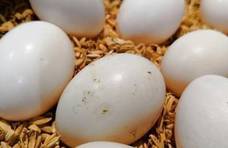 鸽子蛋的营养和功效