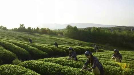 春季采茶最佳路线公布，游茅山，品福瑞璟茶，赏茅麓千亩茶海
