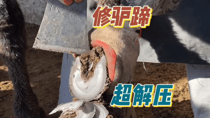 你喜欢看修驴蹄吗？