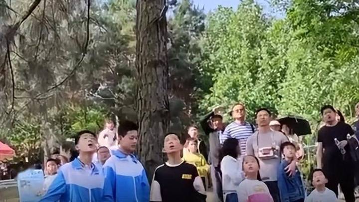 孔雀被游客拔毛逃至轨道惨遭碾死，谁的责任大？