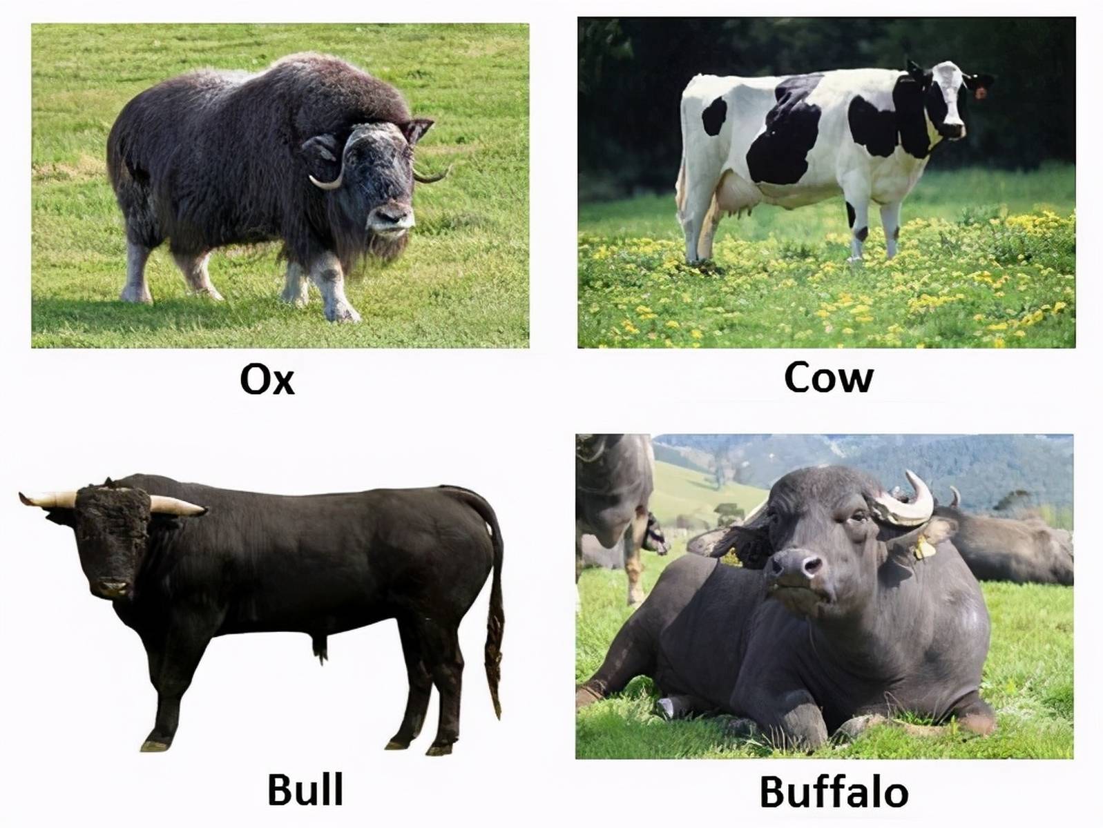 牛年的牛用ox、cow还是bull？