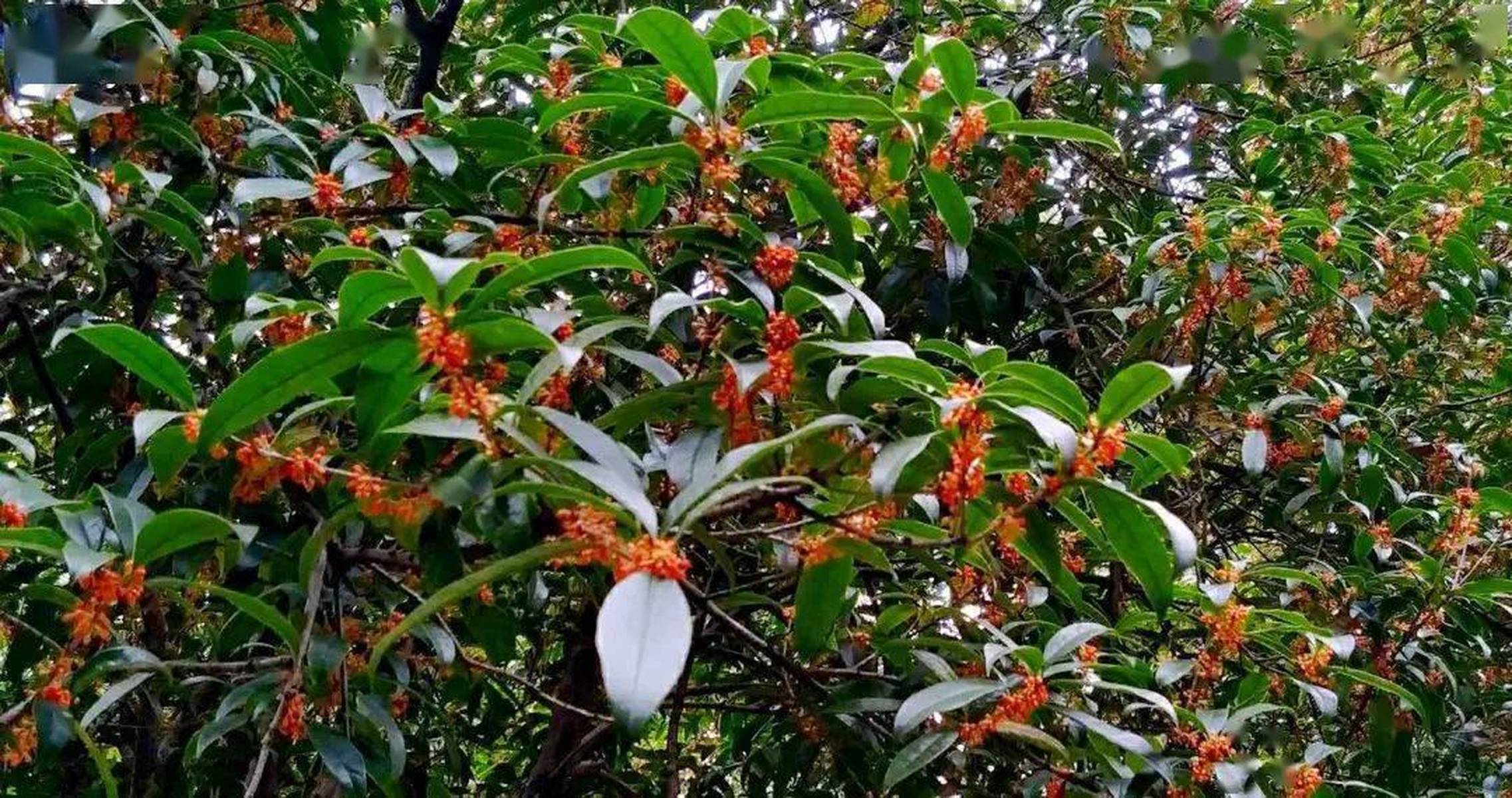 八月桂花树值钱吗