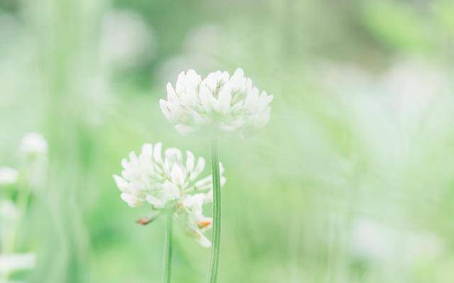 3月7日8日9日10日11日12日13日生肖运势大吉大利发大财 属猪 横财 财运