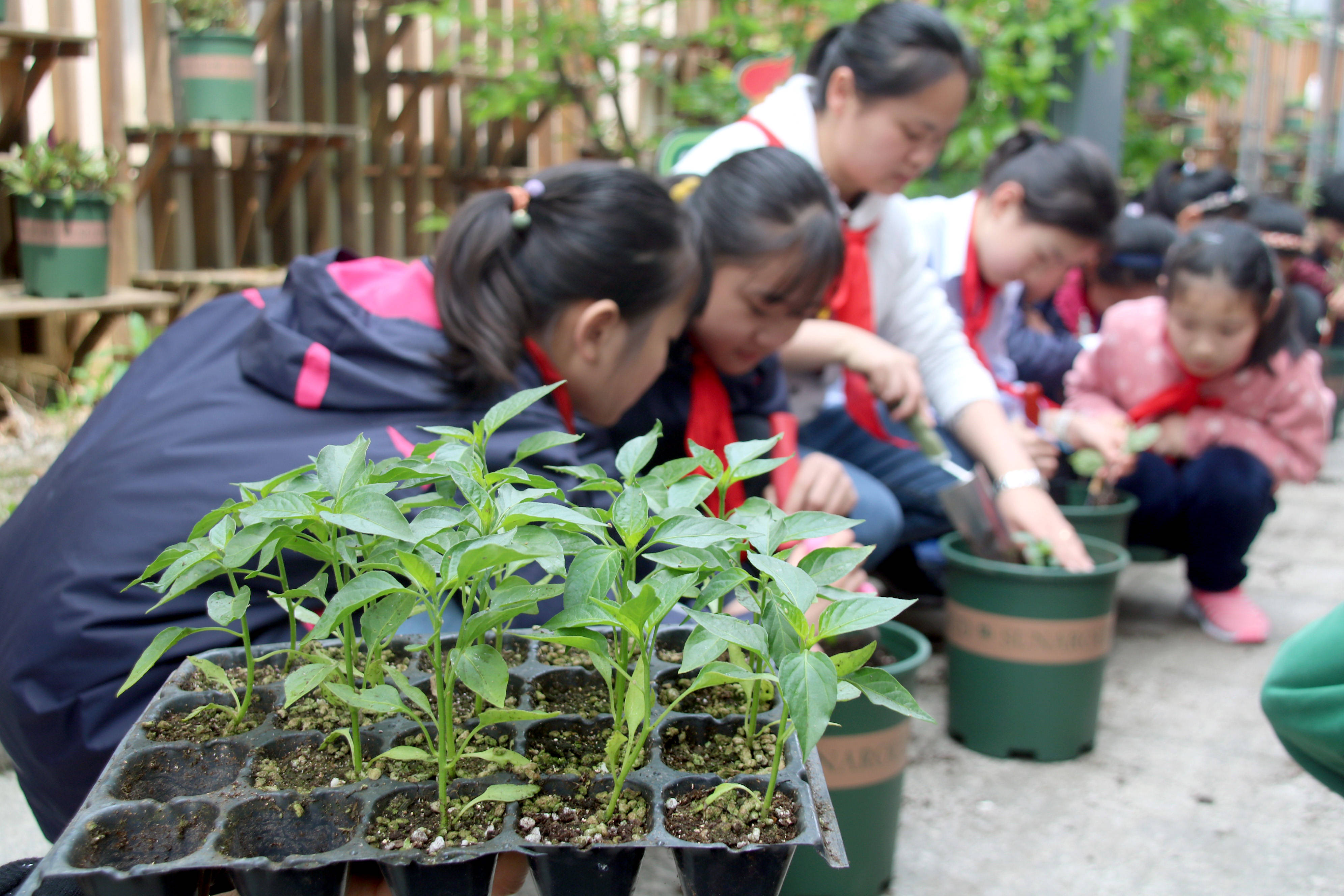 苏州市平江实验学校红领巾种植基地让孩子爱上劳动