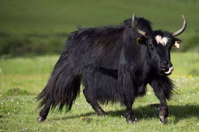 黑帐篷牦牛肉干真正的天然牧场风味