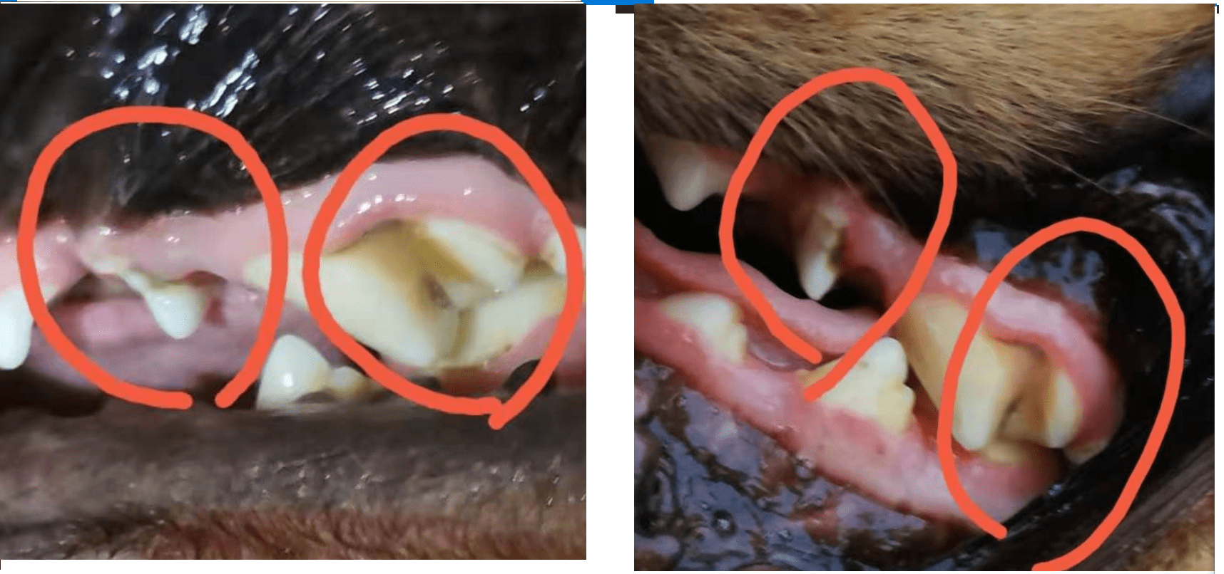 猫狗耳炎耳螨_耳朵