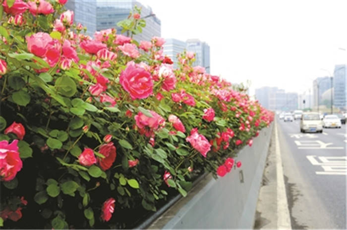 132万株高架月季即将进入盛放期 “路边即美景”成为杭州花园城市的生动写照