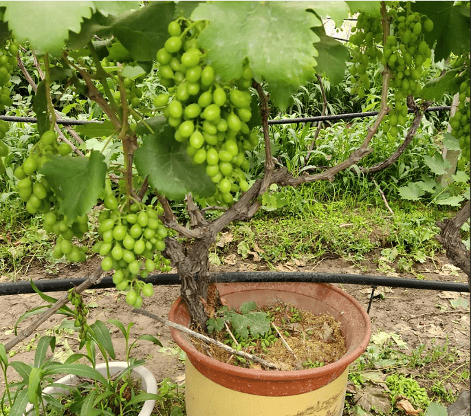 春天和葡萄树来场约会体会春种秋收的乐趣