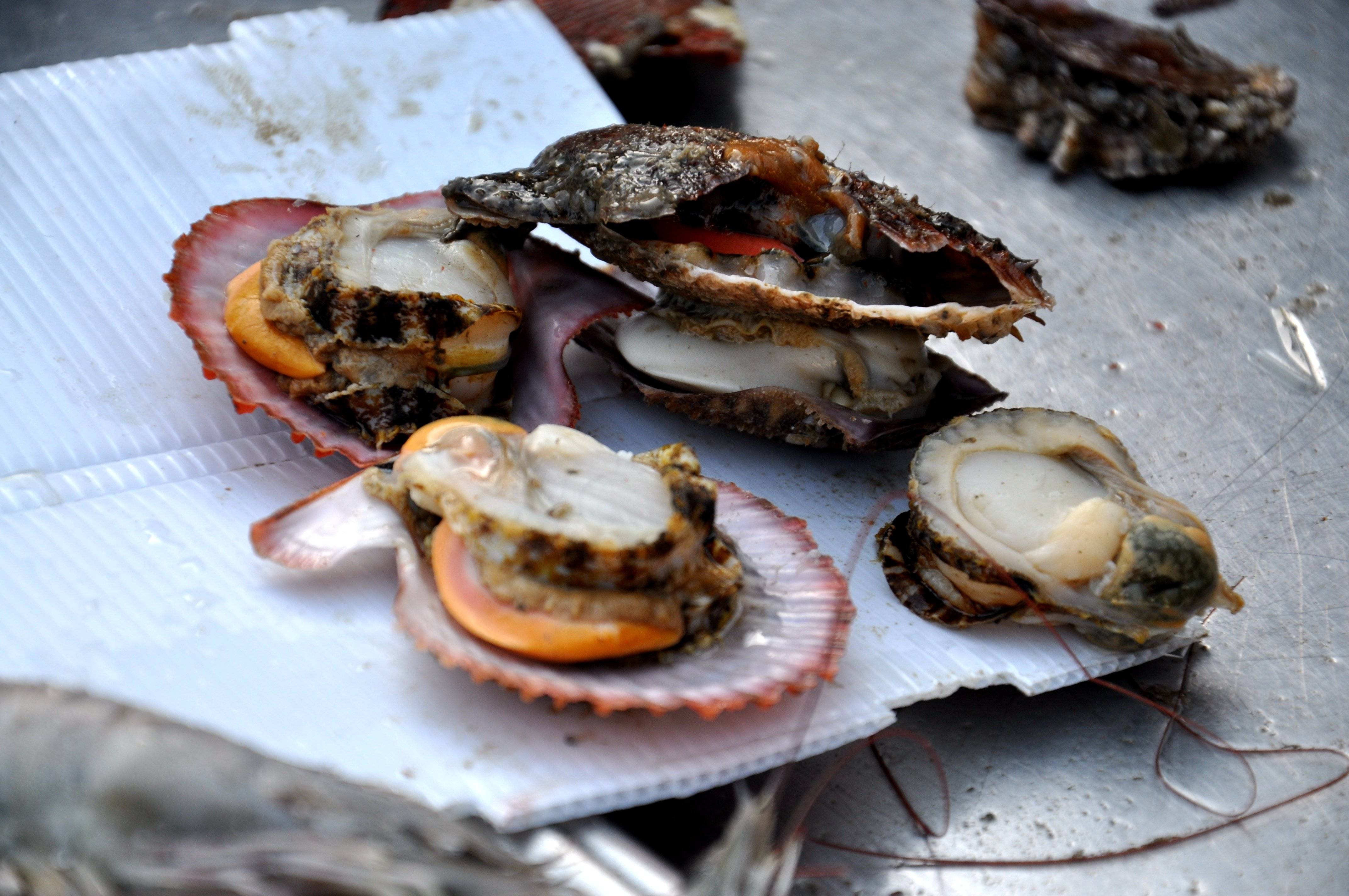 春天的味道青岛早市海鲜最便宜5块一斤现场加工拿走即吃