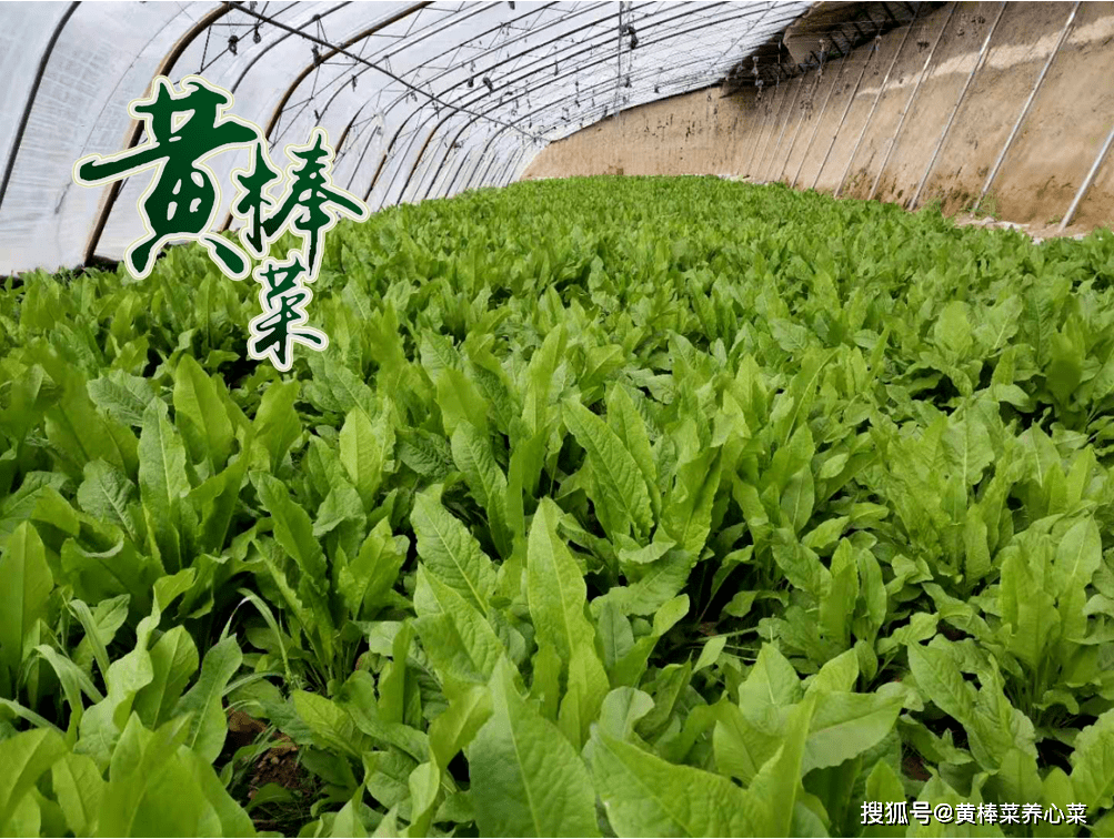 種植黃棒菜,每畝地需種子150—200克,成本在1000元以下.