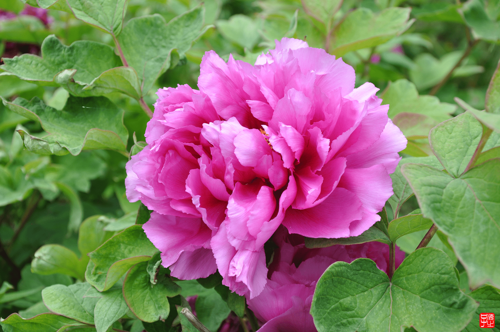 "牡丹花的优美浪漫彰显在她的曲折优美的花瓣之中,一片片精心打造的