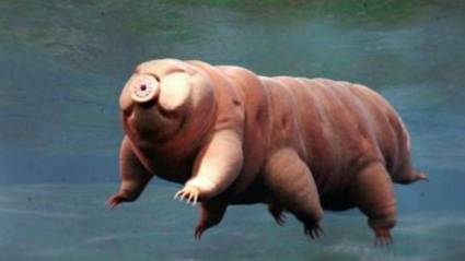 水熊虫为什么拥有这么长的寿命它的身体隐藏了什么秘密