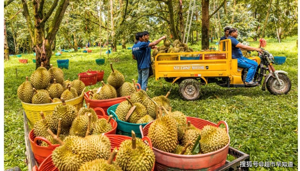 苏宁家乐福深化生鲜战略泰国产地直采助力榴莲自由