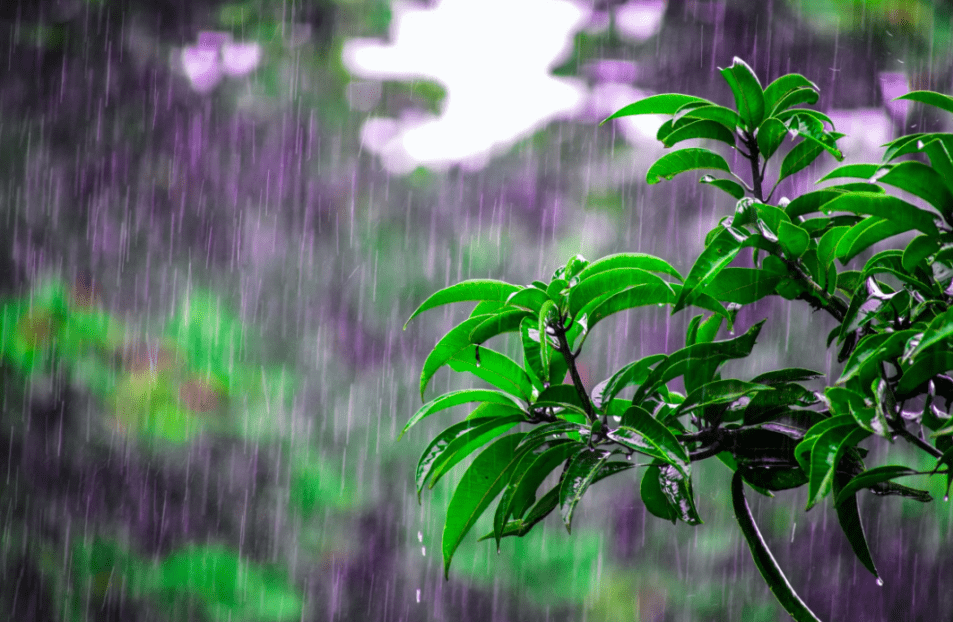 谷雨作为我国二十四节气之一，既是气温回暖后播种的好时节，也是利用饮食调养身体的好机会。所谓谷雨是指每年的4月19-21日，太阳达到黄经30°时的节气，它是春天的...