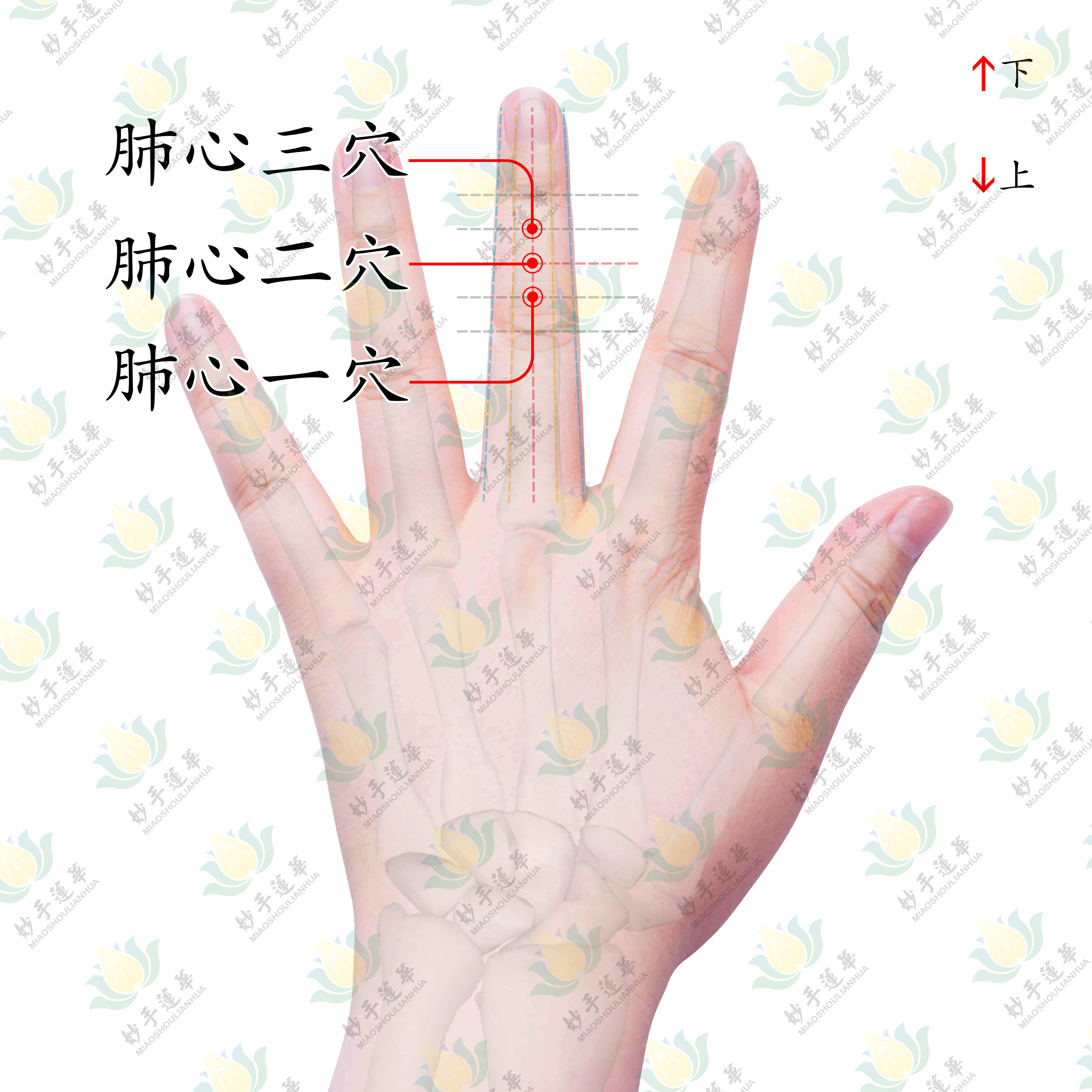 被小腿胀痛后头痛困扰肺心穴来帮你解决难题