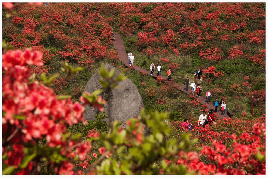 4月21日|大围山杜鹃花最新花况