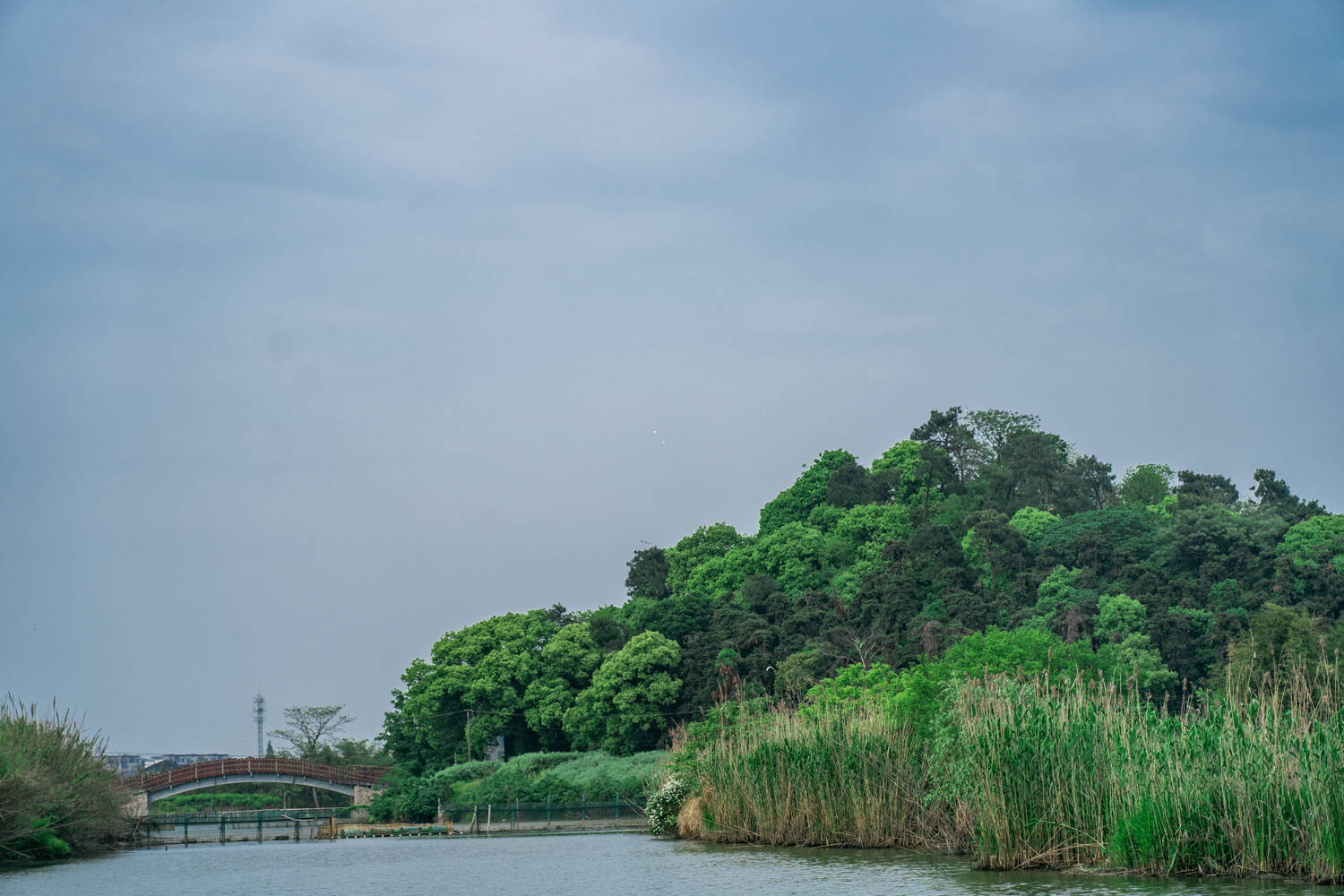 在這裡非常建議乘坐著這樣的小船穿行狹窄的蘆葦叢水道,泛舟其上,看水