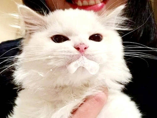 一,注意猫咪的饮食猫咪嘴巴流口水主要是觉得难受,还会因此影响到吃饭