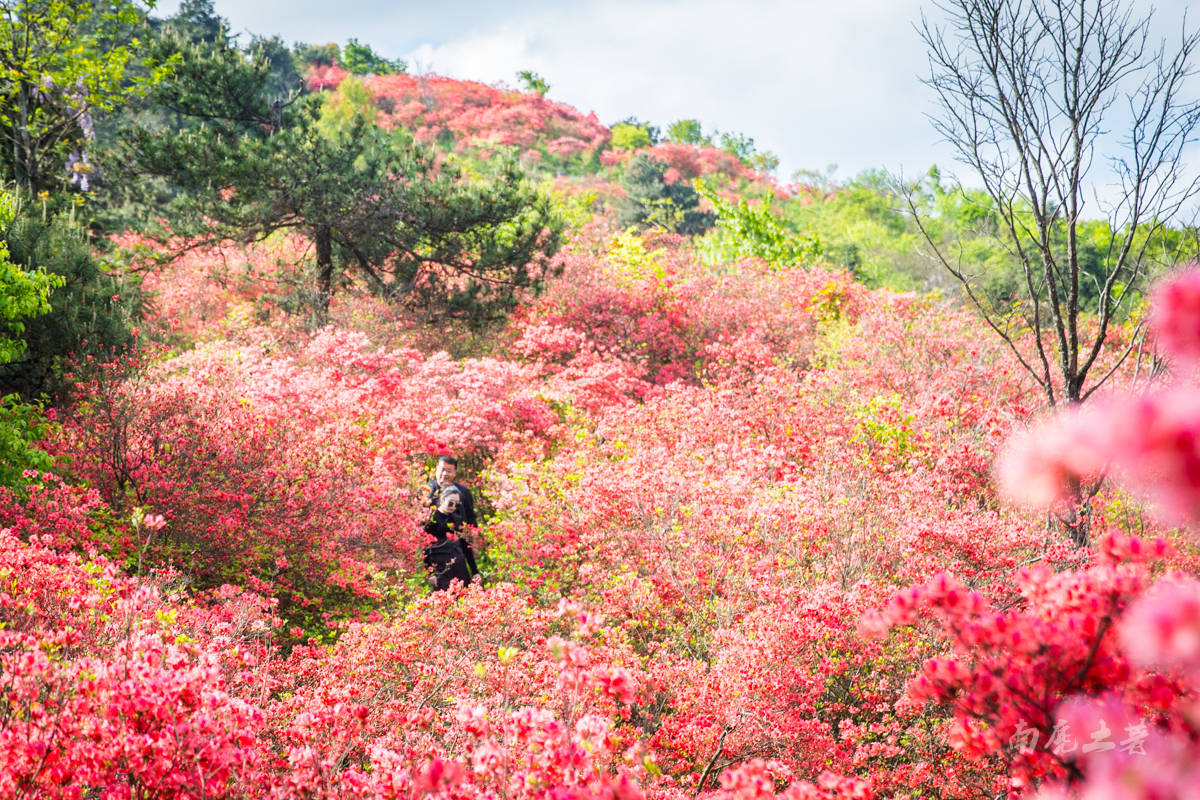 高原上的天然大花园——贵州百里杜鹃-毕节旅游攻略-游记-去哪儿攻略
